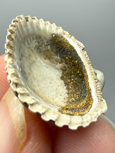 Load image into Gallery viewer, Bivalve (Pelecypoda) Fossil Sea Shell with Chalcopyrite | Mineralized Fossil Specimen | Indonesia