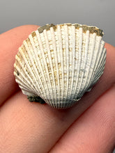 Load image into Gallery viewer, Bivalve (Pelecypoda) Fossil Sea Shell with Chalcopyrite | Mineralized Fossil Specimen | Indonesia