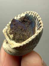Load image into Gallery viewer, Bivalve (Pelecypoda) Fossil Sea Shell with Chalcopyrite | Mineralized Fossil Specimen | Indonesia