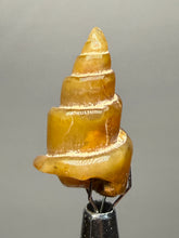 Load image into Gallery viewer, Agatized Gastropod Fossil Specimen | Morocco