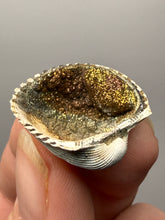 Load image into Gallery viewer, Bivalve (Pelecypoda) Fossil Sea Shell with Chalcopyrite | Mineralized Fossil Specimen | Indonesia