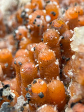Load image into Gallery viewer, “Goblin Chalcedony” Pink & Orange Druzy Botryoidal Stalactites — Tichka Massif, High Atlas, Morocco
