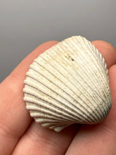 Load image into Gallery viewer, Bivalve (Pelecypoda) Fossil Sea Shell with Chalcopyrite | Mineralized Fossil Specimen | Indonesia