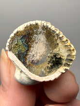 Load image into Gallery viewer, Bivalve (Pelecypoda) Fossil Sea Shell with Chalcopyrite | Mineralized Fossil Specimen | Indonesia