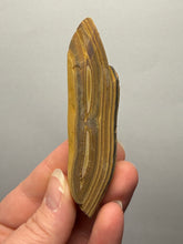 Load image into Gallery viewer, Stromatolite Fossil Slice | Ancient Microbial Reef Structure | Morocco