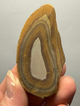 Load image into Gallery viewer, Stromatolite Fossil Slice | Ancient Microbial Reef Structure | Morocco