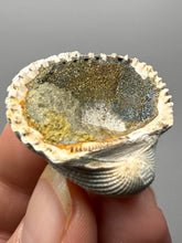 Load image into Gallery viewer, Bivalve (Pelecypoda) Fossil Sea Shell with Chalcopyrite | Mineralized Fossil Specimen | Indonesia