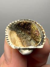 Load image into Gallery viewer, Bivalve (Pelecypoda) Fossil Sea Shell with Chalcopyrite | Mineralized Fossil Specimen | Indonesia