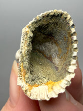 Load image into Gallery viewer, Bivalve (Pelecypoda) Fossil Sea Shell with Chalcopyrite | Mineralized Fossil Specimen | Indonesia