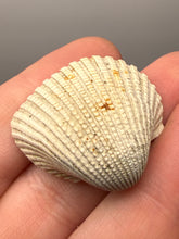 Load image into Gallery viewer, Bivalve (Pelecypoda) Fossil Sea Shell with Chalcopyrite | Mineralized Fossil Specimen | Indonesia