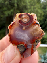 Load image into Gallery viewer, Rare Moroccan Orbicular Agate Collected by Indigenous Nomads | Ancient Beauty from the Sahara