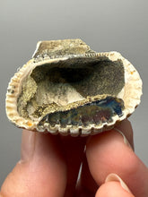 Load image into Gallery viewer, Bivalve (Pelecypoda) Fossil Sea Shell with Chalcopyrite | Mineralized Fossil Specimen | Indonesia