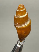 Load image into Gallery viewer, Agatized Gastropod Fossil Specimen | Morocco