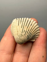 Load image into Gallery viewer, Bivalve (Pelecypoda) Fossil Sea Shell with Chalcopyrite | Mineralized Fossil Specimen | Indonesia