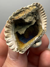 Load image into Gallery viewer, Bivalve (Pelecypoda) Fossil Sea Shell with Chalcopyrite | Mineralized Fossil Specimen | Indonesia