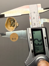 Load image into Gallery viewer, Bivalve (Pelecypoda) Fossil Sea Shell with Chalcopyrite | Mineralized Fossil Specimen | Indonesia