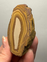Load image into Gallery viewer, Stromatolite Fossil Slice | Ancient Microbial Reef Structure | Morocco