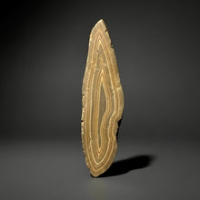 Load image into Gallery viewer, Stromatolite Fossil Slice | Ancient Microbial Reef Structure | Morocco