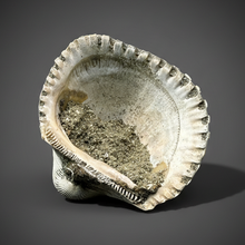 Load image into Gallery viewer, Bivalve (Pelecypoda) Fossil Sea Shell with Chalcopyrite | Mineralized Fossil Specimen | Indonesia