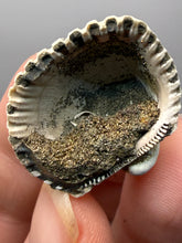 Load image into Gallery viewer, Bivalve (Pelecypoda) Fossil Sea Shell with Chalcopyrite | Mineralized Fossil Specimen | Indonesia