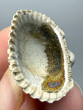 Load image into Gallery viewer, Bivalve (Pelecypoda) Fossil Sea Shell with Chalcopyrite | Mineralized Fossil Specimen | Indonesia