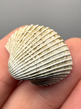 Load image into Gallery viewer, Bivalve (Pelecypoda) Fossil Sea Shell with Chalcopyrite | Mineralized Fossil Specimen | Indonesia