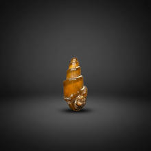 Load image into Gallery viewer, Agatized Gastropod Fossil Specimen | Morocco