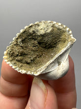 Load image into Gallery viewer, Bivalve (Pelecypoda) Fossil Sea Shell with Chalcopyrite | Mineralized Fossil Specimen | Indonesia