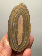 Load image into Gallery viewer, Stromatolite Fossil Slice | Ancient Microbial Reef Structure | Morocco