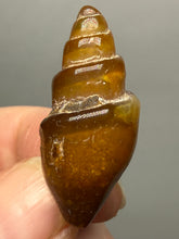 Load image into Gallery viewer, Agatized Gastropod Fossil Specimen | Morocco