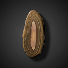 Load image into Gallery viewer, Stromatolite Fossil Slice | Ancient Microbial Reef Structure | Morocco