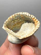 Load image into Gallery viewer, Bivalve (Pelecypoda) Fossil Sea Shell with Chalcopyrite | Mineralized Fossil Specimen | Indonesia