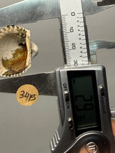 Load image into Gallery viewer, Bivalve (Pelecypoda) Fossil Sea Shell with Chalcopyrite | Mineralized Fossil Specimen | Indonesia