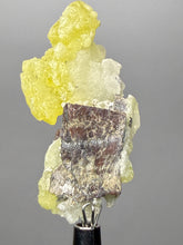 Load image into Gallery viewer, Vibrant Yellow Brucite Thumbnail Mineral Specimen | Collector Crystal from Killa Saifullah District in Balochistan Province, Pakistan