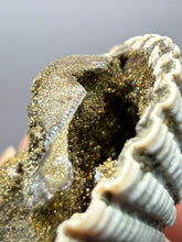 Load image into Gallery viewer, Bivalve (Pelecypoda) Fossil Sea Shell with Chalcopyrite | Mineralized Fossil Specimen | Indonesia
