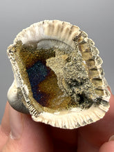 Load image into Gallery viewer, Bivalve (Pelecypoda) Fossil Sea Shell with Chalcopyrite | Mineralized Fossil Specimen | Indonesia