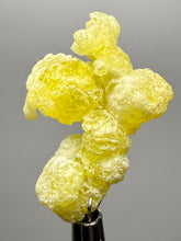 Load image into Gallery viewer, Vibrant Yellow Brucite Thumbnail Mineral Specimen | Collector Crystal from Killa Saifullah District in Balochistan Province, Pakistan