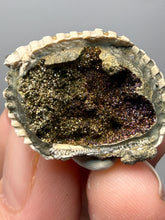 Load image into Gallery viewer, Bivalve (Pelecypoda) Fossil Sea Shell with Chalcopyrite | Mineralized Fossil Specimen | Indonesia