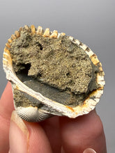 Load image into Gallery viewer, Bivalve (Pelecypoda) Fossil Sea Shell with Chalcopyrite | Mineralized Fossil Specimen | Indonesia
