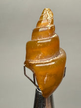 Load image into Gallery viewer, Agatized Gastropod Fossil Specimen | Morocco