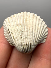 Load image into Gallery viewer, Bivalve (Pelecypoda) Fossil Sea Shell with Chalcopyrite | Mineralized Fossil Specimen | Indonesia