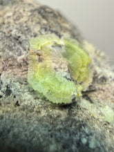 Load image into Gallery viewer, High-Grade Green Wavellite Collectors Specimen - Radiating Botryoidal Crystal Formation - Arkansas, USA