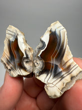 Load image into Gallery viewer, High-Grade Indonesian Sumatra Agate Pair – Vibrant Banded Chalcedony with Rich Color Zoning | Ethical Lapidary & Collector Display Specimens
