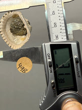 Load image into Gallery viewer, Bivalve (Pelecypoda) Fossil Sea Shell with Chalcopyrite | Mineralized Fossil Specimen | Indonesia