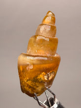 Load image into Gallery viewer, Agatized Gastropod Fossil Specimen | Morocco