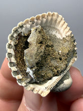 Load image into Gallery viewer, Bivalve (Pelecypoda) Fossil Sea Shell with Chalcopyrite | Mineralized Fossil Specimen | Indonesia