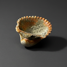 Load image into Gallery viewer, Bivalve (Pelecypoda) Fossil Sea Shell with Chalcopyrite | Mineralized Fossil Specimen | Indonesia