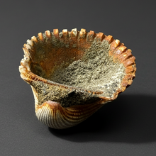 Load image into Gallery viewer, Bivalve (Pelecypoda) Fossil Sea Shell with Chalcopyrite | Mineralized Fossil Specimen | Indonesia