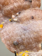 Load image into Gallery viewer, “Goblin Chalcedony” Pink & Orange Druzy Botryoidal Stalactites— Tichka Massif, High Atlas, Morocco