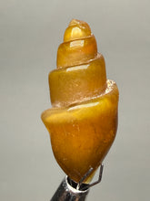 Load image into Gallery viewer, Agatized Gastropod Fossil Specimen | Morocco
